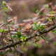 Locusts on a tree branch in Katitika village, Kenya, on January 24, 2020.